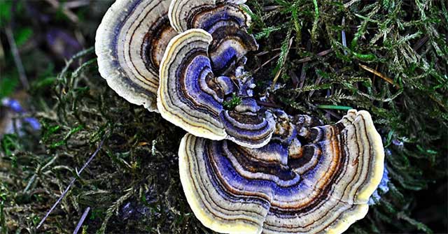 Revealing 'shock' the beautiful, colorful mushroom, like a turkey tail