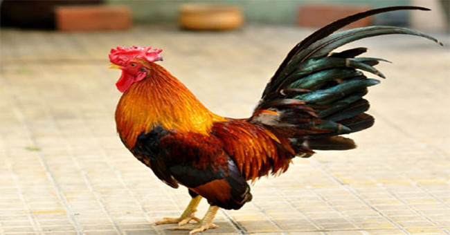 Revealing the cause of the cock loss