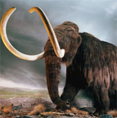 Revealing the cause of the elephant's extinction