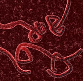 Revealing the mysterious transformation ability of Ebola virus