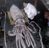 Revealing the mystery of giant squid