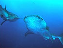 Revealing the mystery of the world's largest fish