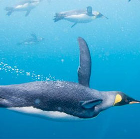 Revealing the reason that penguins can't fly