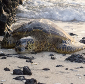 Revealing the strange sex life of the extremely rare turtle