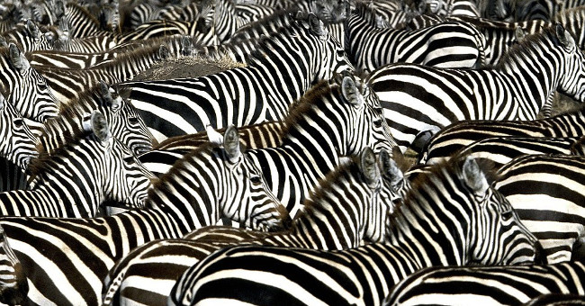 Revealing the world's most useless horse: Zebra
