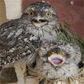 Revealing the world's oldest pair of owls