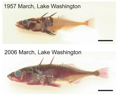 'Reverse evolution' is found in Seattle fish (USA).