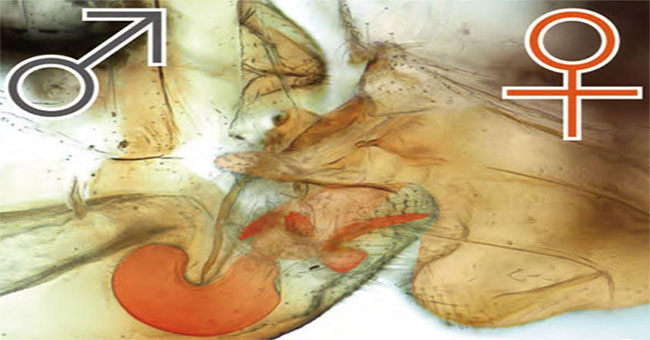 Reversing strange insects with reproductive organs