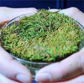 Revitalizing frozen moss 400 years