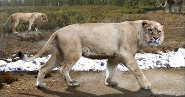 Revive a 50,000-year-old lion mummy with the same experiment