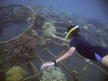 Revive corals with ... electricity