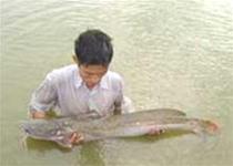 'Revive' rare species of fish