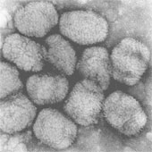 Revive the 700-year-old virus