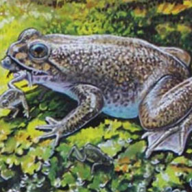 30-year-old extinct toad species reappears