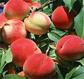 Revive the precious peach variety of Mau Son