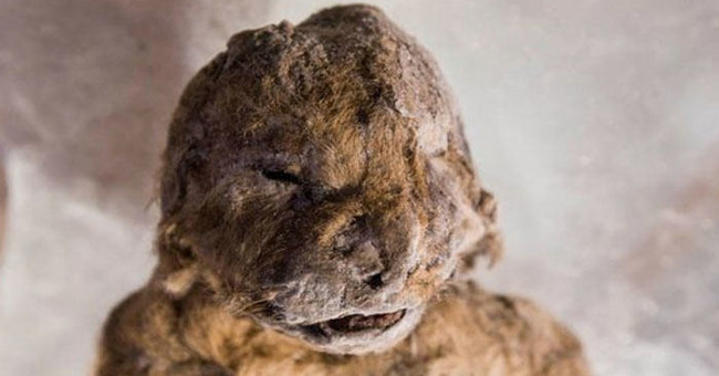 Reviving a lion from a corpse intact for 12,000 years