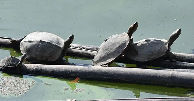 Reviving extinct turtles in the wild