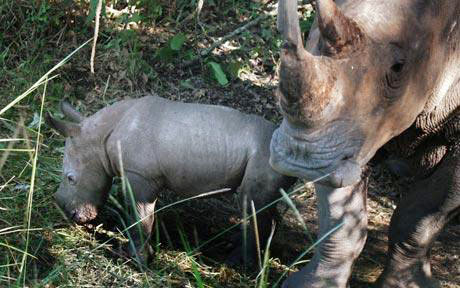 Rhino children bear the name Obama