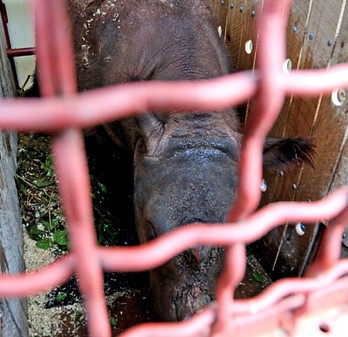 Rhino exceeds 10,000 miles in search of mating partners