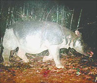 Rhino in Cat Tien National Park is under threat