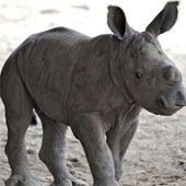 Rhino is a rare white color born