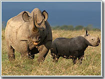 Rhino named Kofi Annan