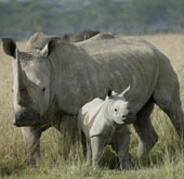 Rhino protection campaign