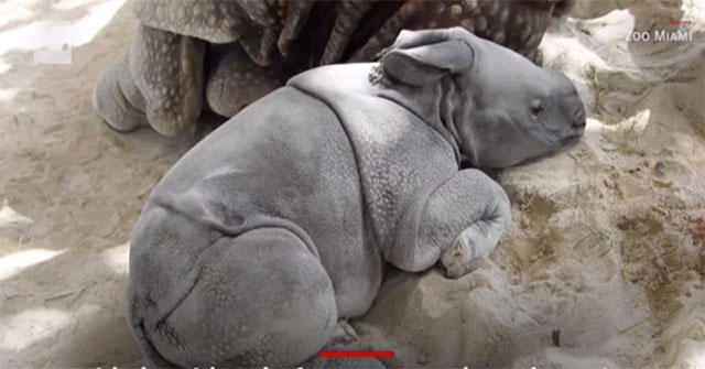 Rhino was born with the first artificial insemination method in the United States