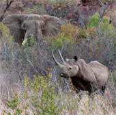 Rhinoceros risking their lives with elephants to protect them