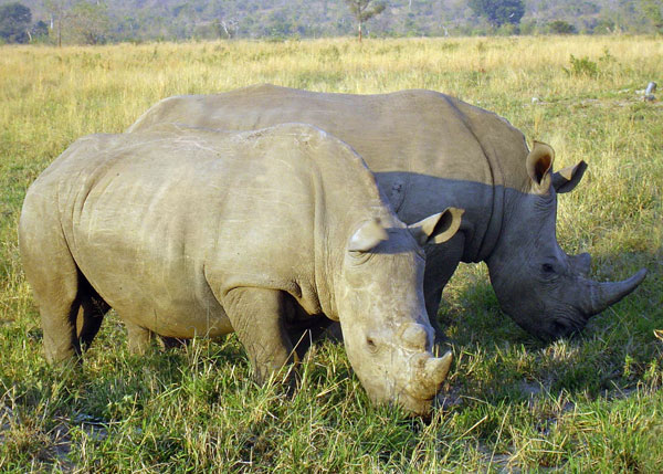 Rhinos are killed more and more
