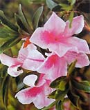 Rhododendron - beautiful flowers make medicine