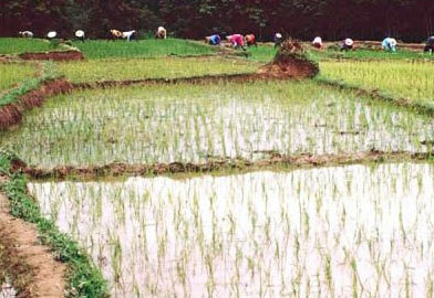 Rice and risk of arsenic exposure