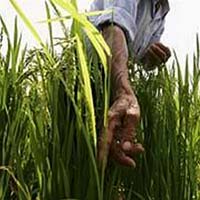 Rice carries human genes