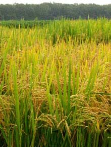 Rice productivity will increase by 30-50% in the next 10-15 years thanks to new varieties