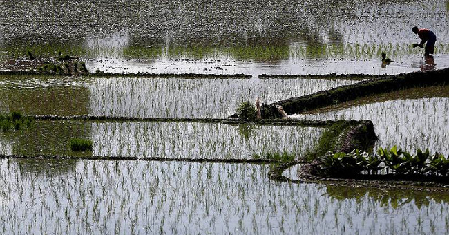 Rice soaking overnight helps reduce the risk of toxic chemicals