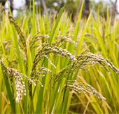 Rice varieties with salinity and high yield