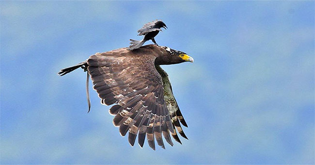 Riding 'riding' birds on the air