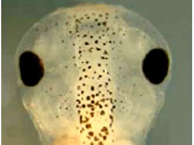 Right to create, create ... eyes for creatures