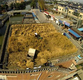 Ripe yellow rice strewn on the roof