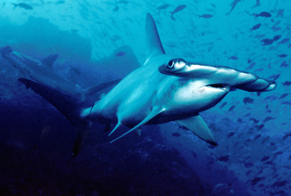 Risk of threatening new shark species