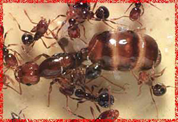 Risks when the queen is a mother