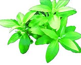 River bone leaves treat many diseases