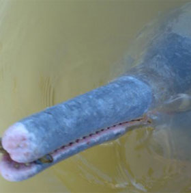 River dolphin first appeared after nearly a century