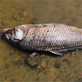 River fish die mass in China