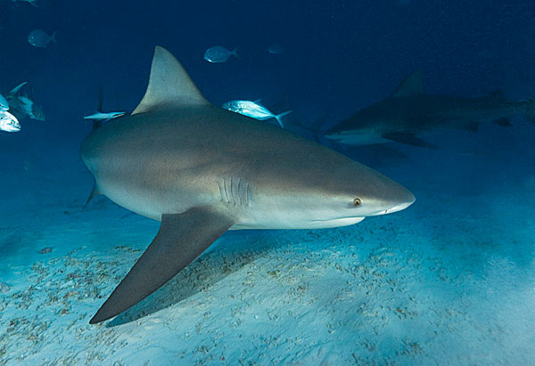 River sharks - Fact or rumor?
