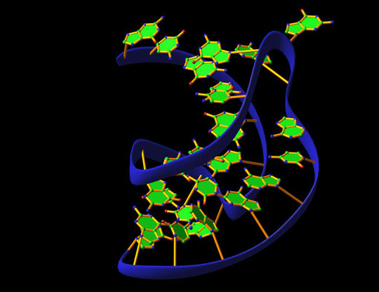 RNA molecules work as a security system at the cellular level