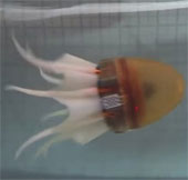 Robot can move like octopus