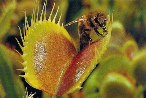 Robot catch insects