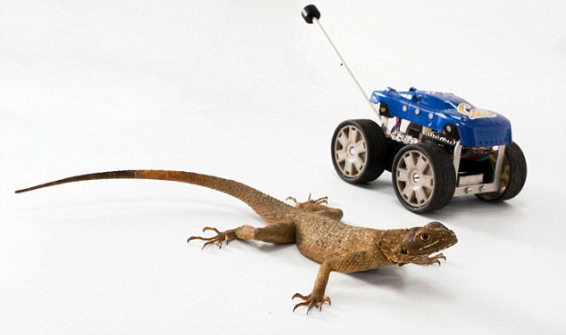 Robot has a tail like a lizard