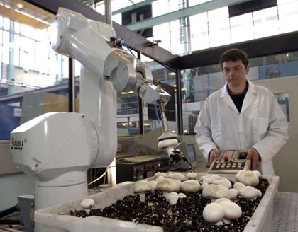Robot mushroom harvest